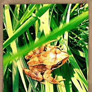 Meet your Posher, Caroline